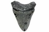 Fossil Megalodon Tooth - North Carolina #370222-1